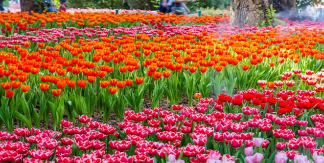 tulips