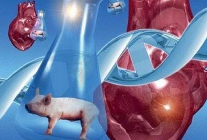 animal1