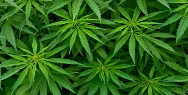 bhang