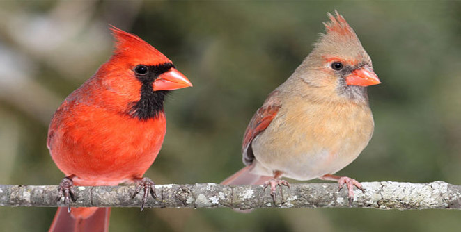 bird