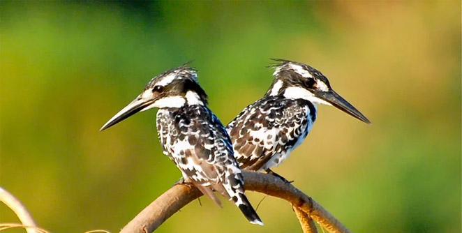 birds