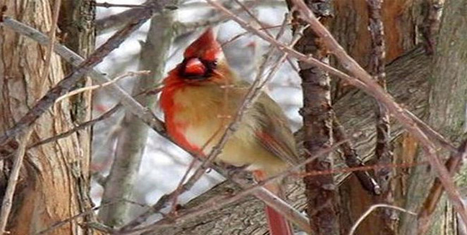 cardinal
