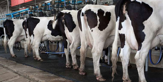 cows