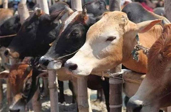 cows1