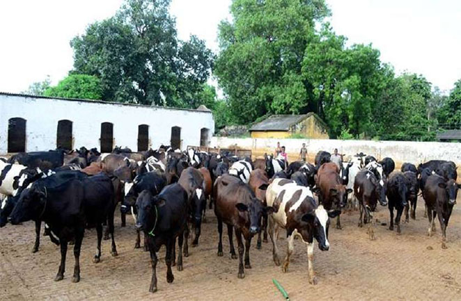 cows2