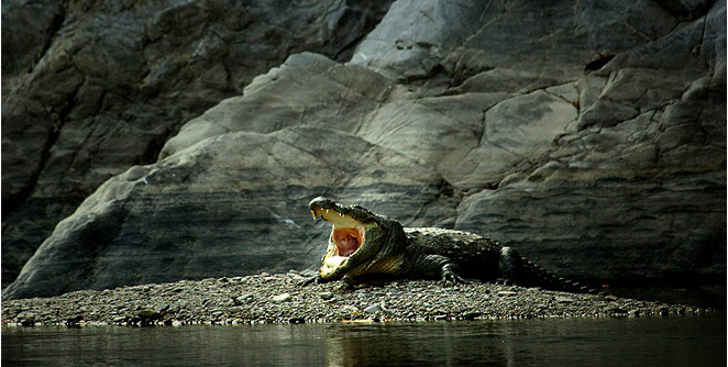 croco