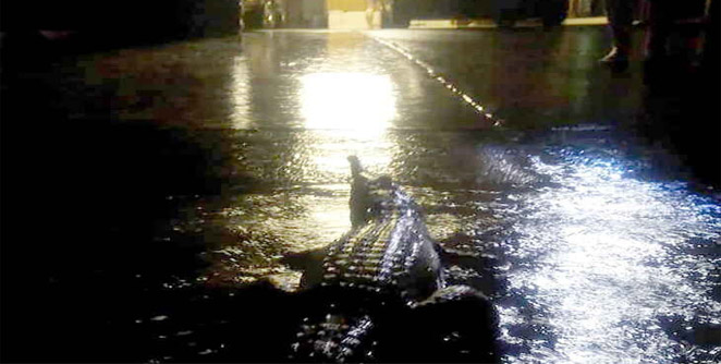 crocodile