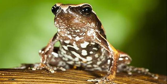frog