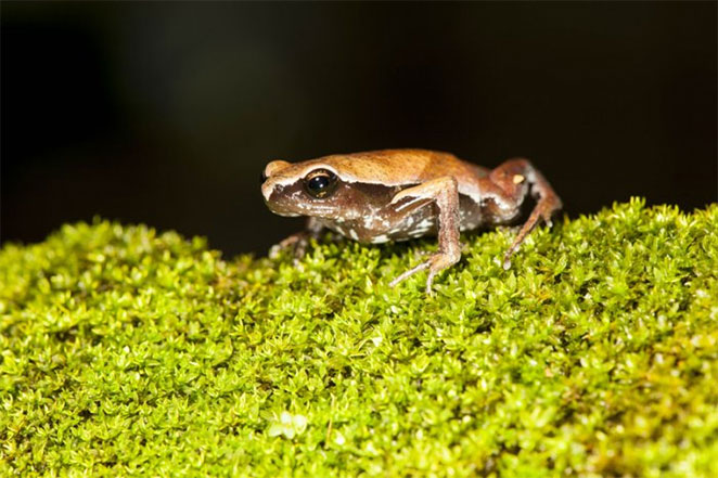 frog2