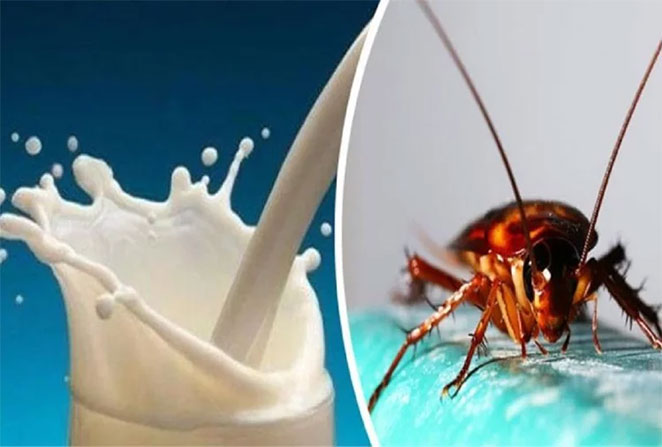 milk1