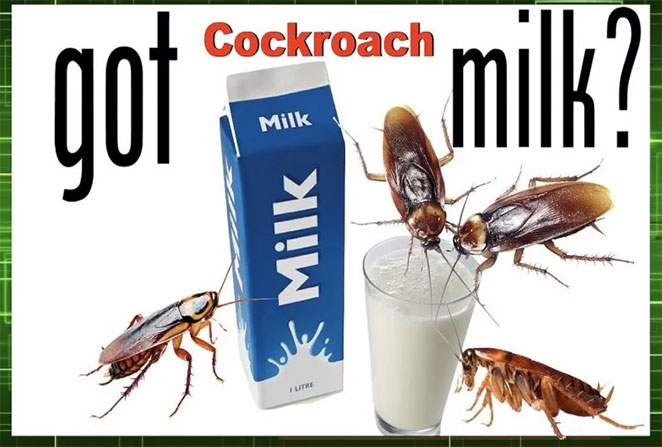 milk7