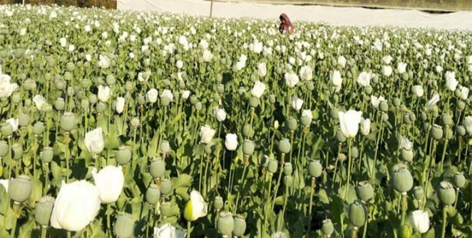 opium