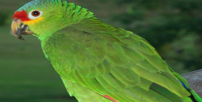 parrot