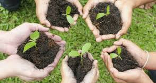 plantaion