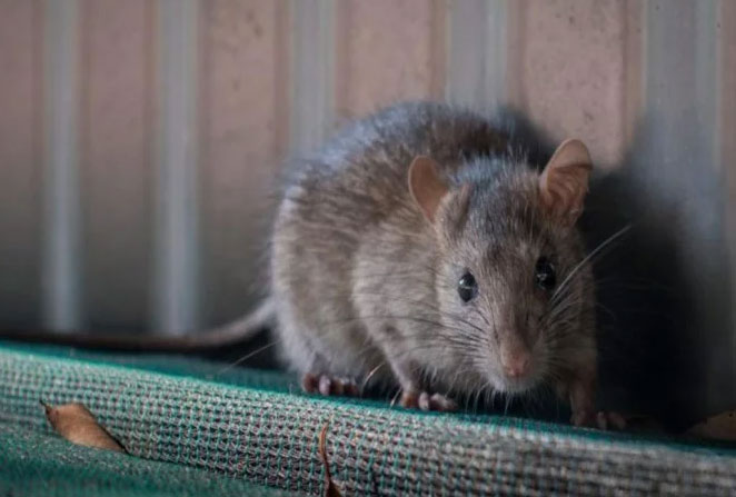 rat2