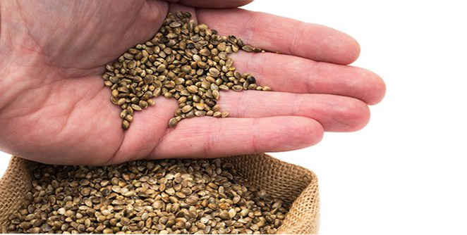 seeds