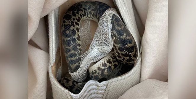 shoe