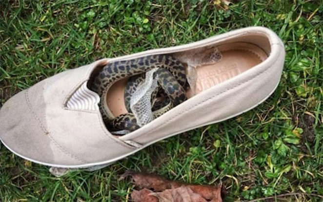 shoe3