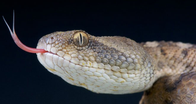 snake