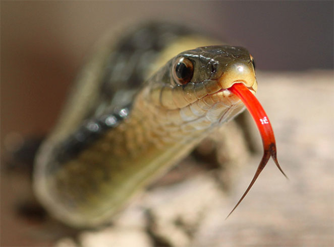 snake1