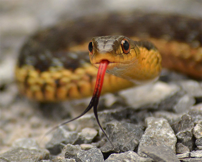 snake2