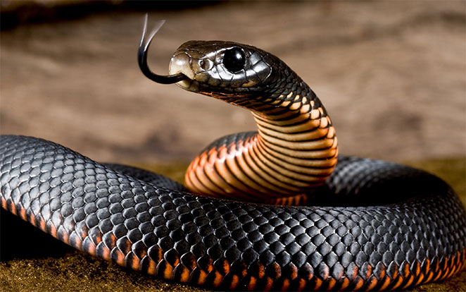 snake3