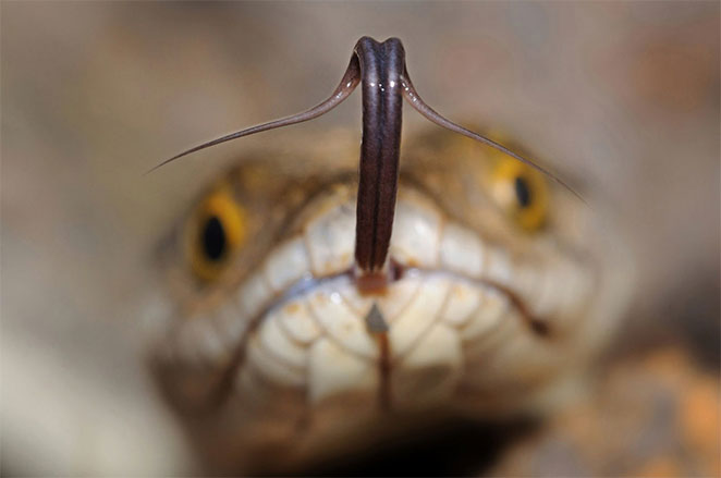 snake4