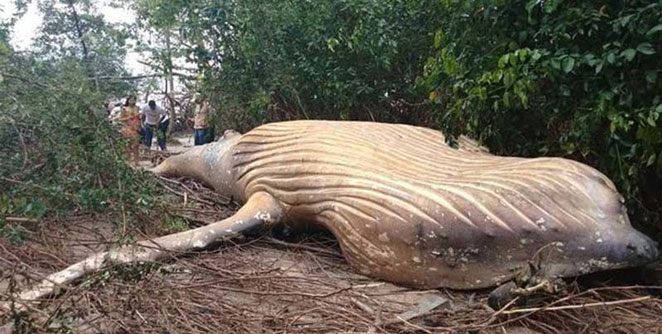whale