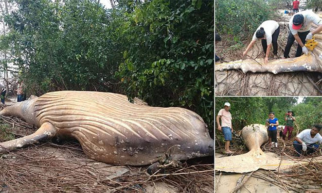 whale1