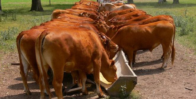 cowfeed