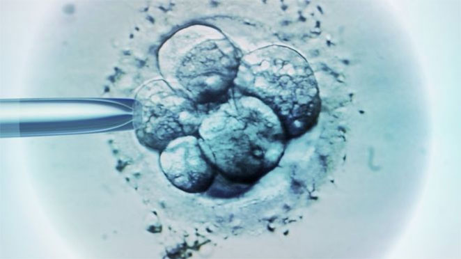 embryo1
