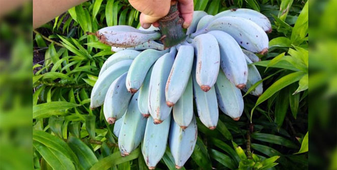fruit