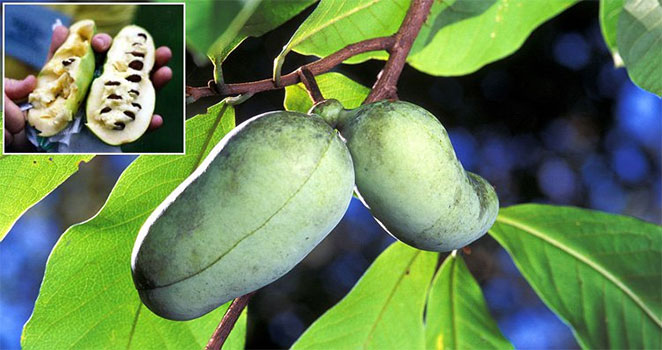 fruit1