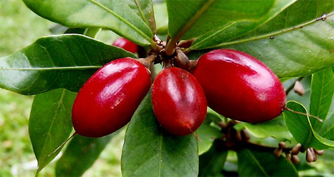 fruit3