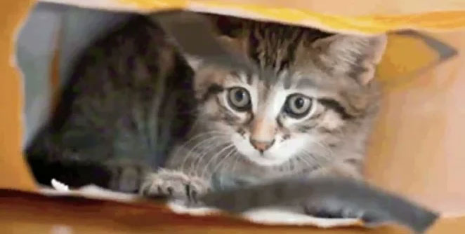 pet1