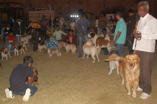 pet2