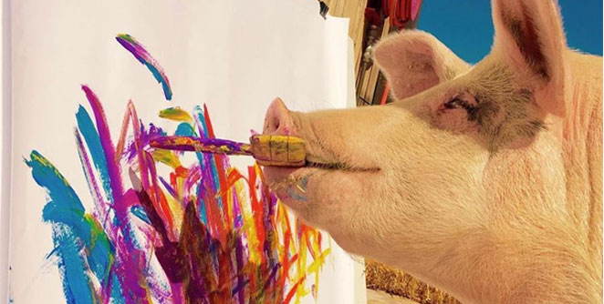 pig