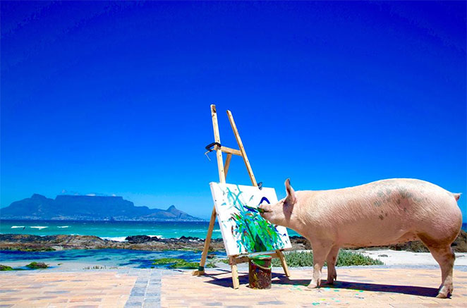 pig1