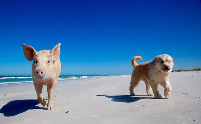 pig2