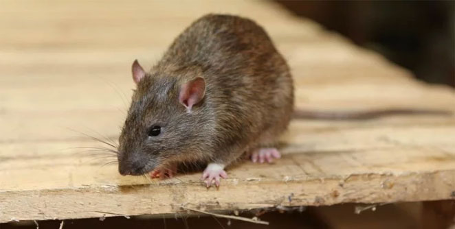 rat1