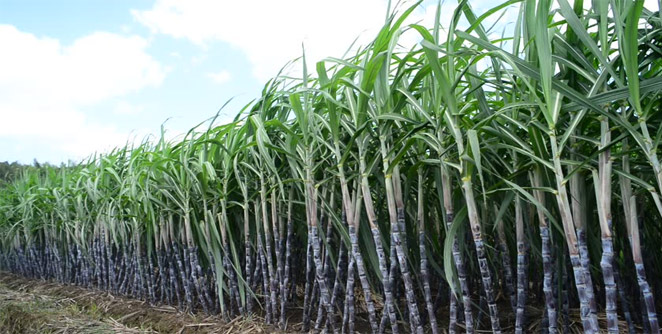 sugarcane