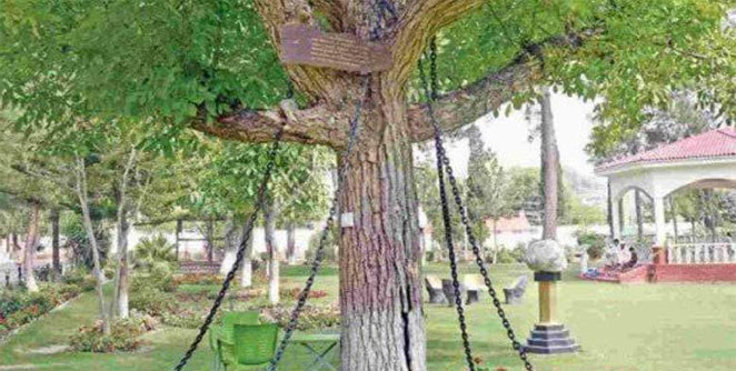 tree