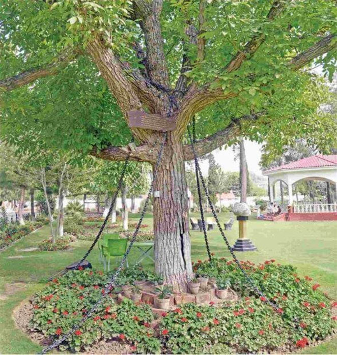 tree1