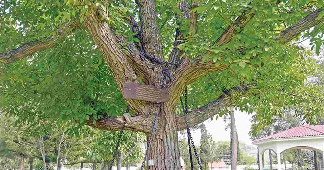 tree2