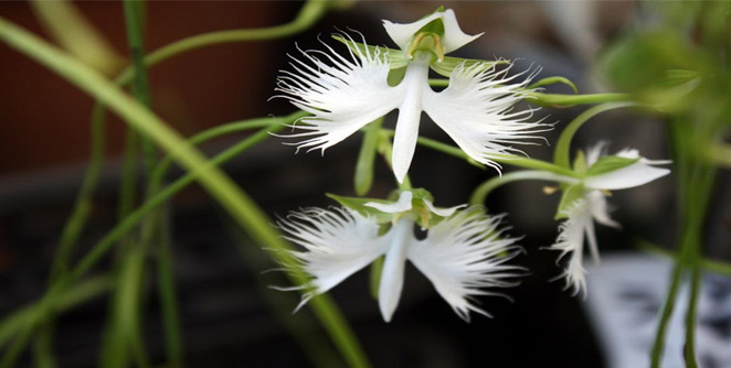white-igret