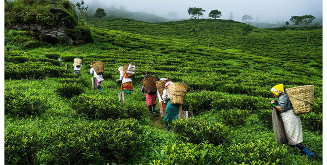 assam