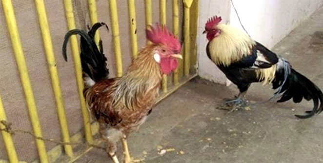 cock