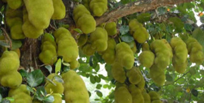 jackfruit