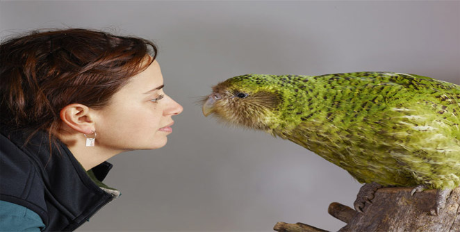 kakapo