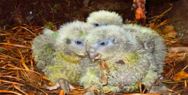 kakapo11